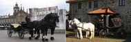 Academia Equestre Arte Lusitano